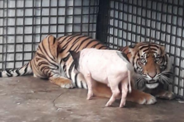 Harimau sumatera yang dievakuasi ke Lampung sudah bisa beradaptasi