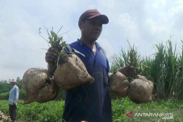 Petani Kediri kembangkan bengkuang jumbo berat 5 kilogram