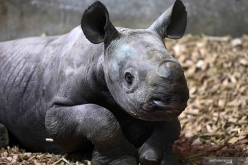 Seekor bayi Badak Hitam yang hampir punah lahir di Inggris