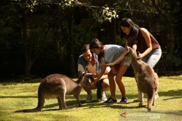Taman Safari Bogor galang donasi untuk satwa terancam di Australia