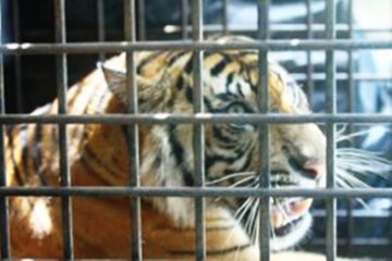 Aktivis lingkungan dukung Polda Riau usut sindikat perdagangan harimau