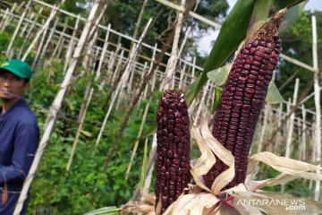Ingin lihat jagung pelangi asal Amerika Latin, ada di Cianjur