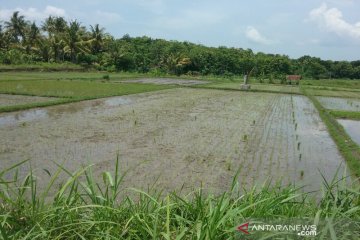 Puluhan hektare tanaman padi di Kulon Progo mati akibat serangan keong