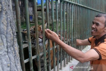 Kelahiran dua anak Harimau Sumatera