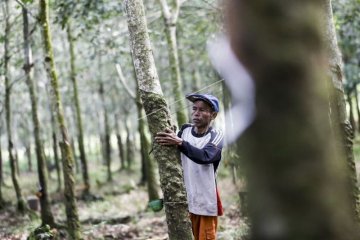 Penyakit gugur daun karet di Sumatera Selatan mulai terkendali
