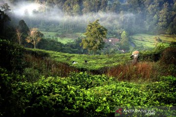 23 piton dan cobra dilepas liar di Taman Nasional Gunung Halimun Salak