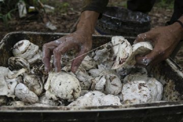 Dampak virus corona  berdampak turunkan harga karet