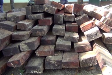 BKSDA Sultra gagalkan pengolahan kayu ilegal dalam kawasan hutan