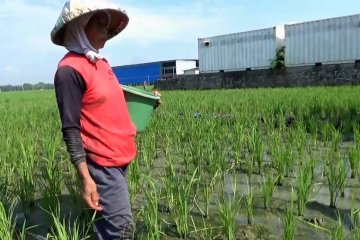 Petani Ngawi kesulitan dapat pupuk bersubsidi