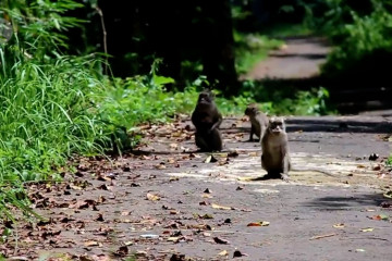 Ratusan monyet liar resahkan warga Kuningan-Jabar