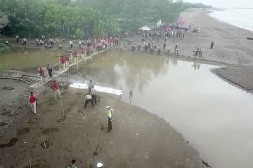 Aksi tanam pohon mangroove di Pantai Sigadu Batang