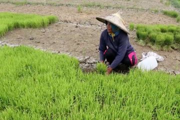 Dua ribu hektare sawah di Aceh Besar alami kekeringan