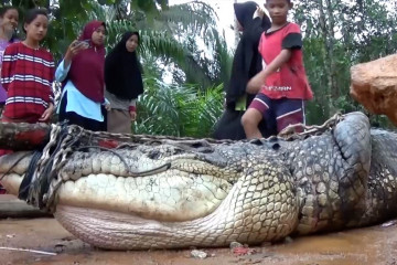 Nelayan Bangka tangkap buaya yang sering muncul di perairan