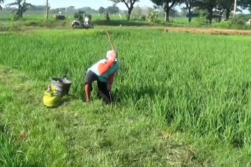 Tikus serang 455 hektare sawah di Magetan