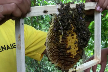 Tingkatkan produksi madu melalui sentuhan teknologi