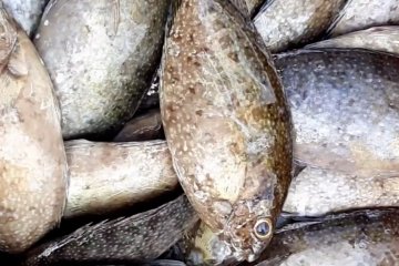 Ikan dingkis, menu hidangan saat Imlek langka di pasaran