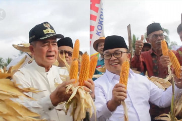 Limapuluh Kota targetkan menjadi sentra penghasil Jagung