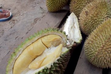 Durian berkualitas  asal Katingan Kalteng
