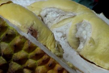 Angkat potensi durian lokal, Pemkab Pekalongan gelar festival