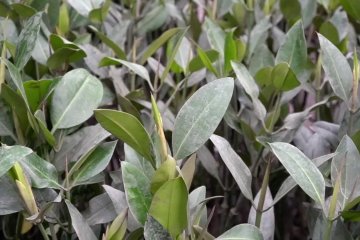 Pertamina bangun rumah pembibitan mangrove Margomulyo