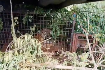 Petugas berhasil menangkap seekor harimau Sumatera di Desa Plakat