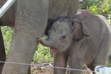Populasi gajah liar di Aceh tinggal 539 ekor