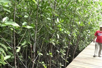 Faedah mangrove menghalau banjir di utara Jakarta