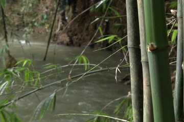 Bambu efektif cegah banjir dan longsor