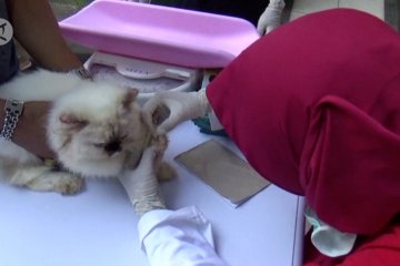 Pemberian vaksin rabies gratis bagi hewan peliharaan di Pontianak