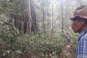 Merawat hutan di Bangka Barat melalui budi daya madu