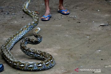 Warga Gowa tangkap ular Piton