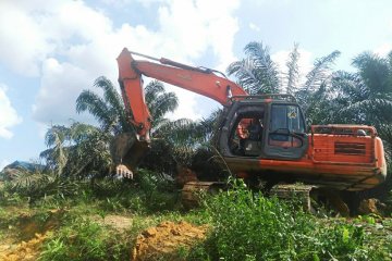 Stok melimpah picu harga sawit Riau turun