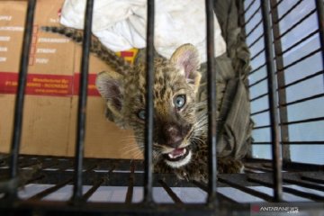 Virus penyebab bayi macan tutul mati di Kebun Binatang Kasang Kulim
