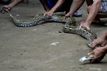 Ular memakan senapan karena kelaparan? Ini faktanya