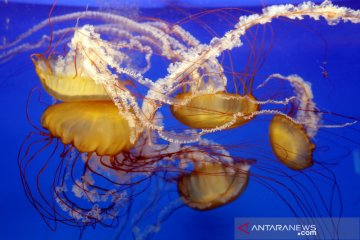 Melihat warna-warni ubur-ubur di akuarium "World of Jellyfish"