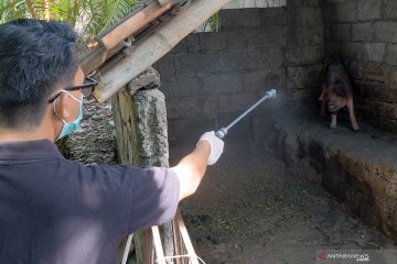 Kematian babi di Pulau Timor akibat virus ASF capai 6.998 ekor