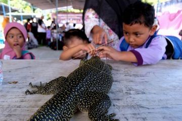 Belajar mengenal hewan reptil