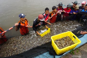 Peneliti LIPI: Kualitas air pengaruhi keberhasilan budi daya udang