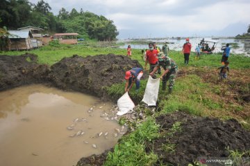 Penanganan kematian ikan di Danau Maninjau