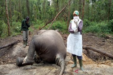 BBKSDA Riau ungkap penyebab kematian gajah di Bengkalis