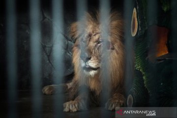 Petugas kebun binatang di Australia kritis usai diterkam singa
