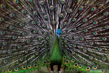 Keindahan bulu burung Merak