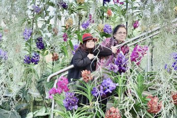 Pengunjung Kew Gardens  kagumi anggrek Indonesia