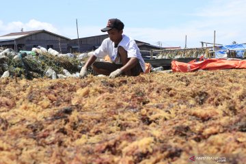 Ekspor rumput laut Nunukan ke China terhambat virus corona