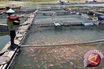 Permintaan turun, pembudidaya ikan kesulitan pasarkan hasil panen