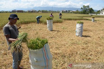 Potong padi puso untuk makanan ternak