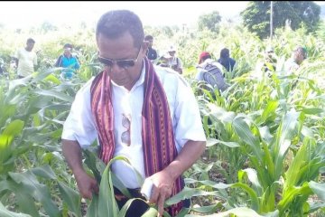 Pemkab Flores Timur butuh tambahan tenaga penyuluh pertanian