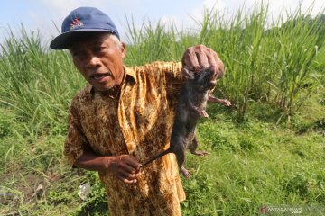 Memasuki musim tanam petani di Minggir Sleman berburu hama tikus