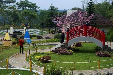 Wisata Taman Celosia