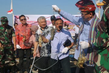 KKP siapkan strategi dorong industri budi daya lobster nasional